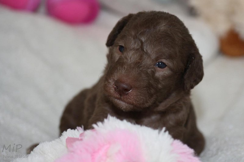 2011-05-15 Puppies Candy & Svet (18).jpg